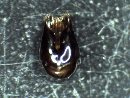 Réf. 314 301 : Chrysis comparata